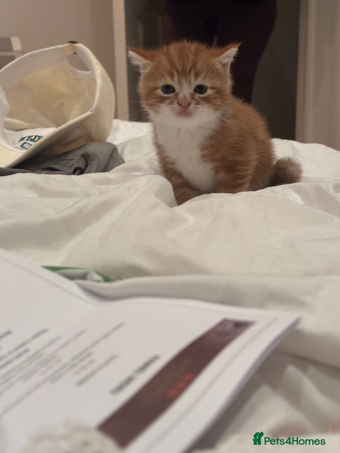 Mixed Breed cats for sale: Gorgeous mixed breed bengal and calico kittens - Advert 6