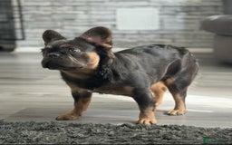 French Bulldog dogs for sale:  French bull dog female puppy! - Image 8