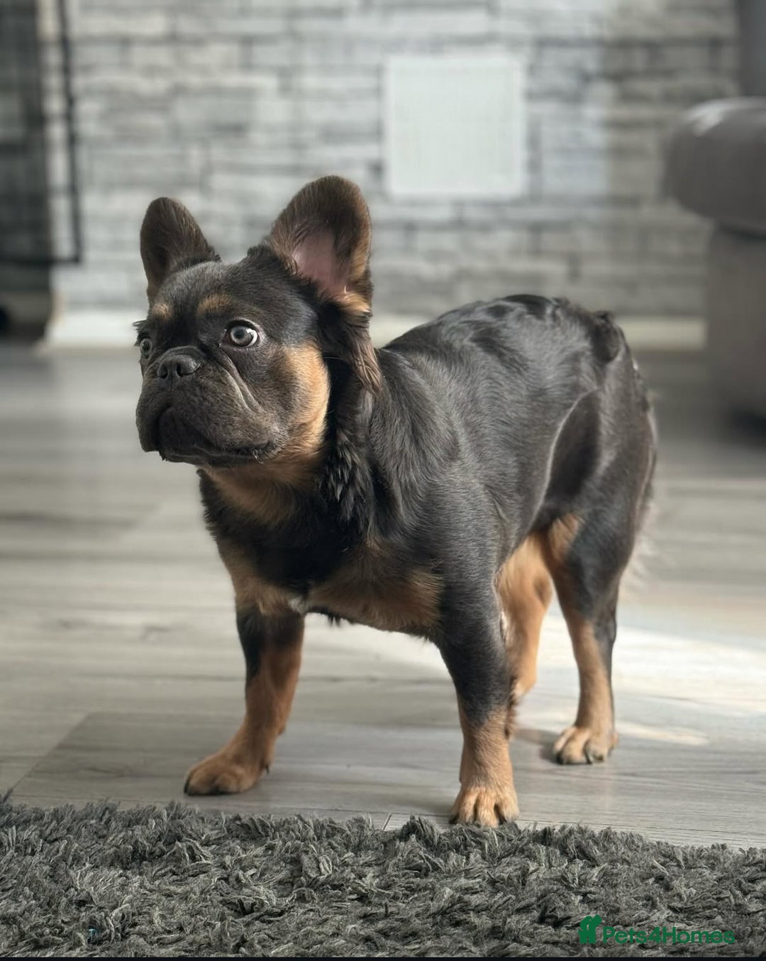 French Bulldog dogs for sale:  French bull dog female puppy! - Image 8
