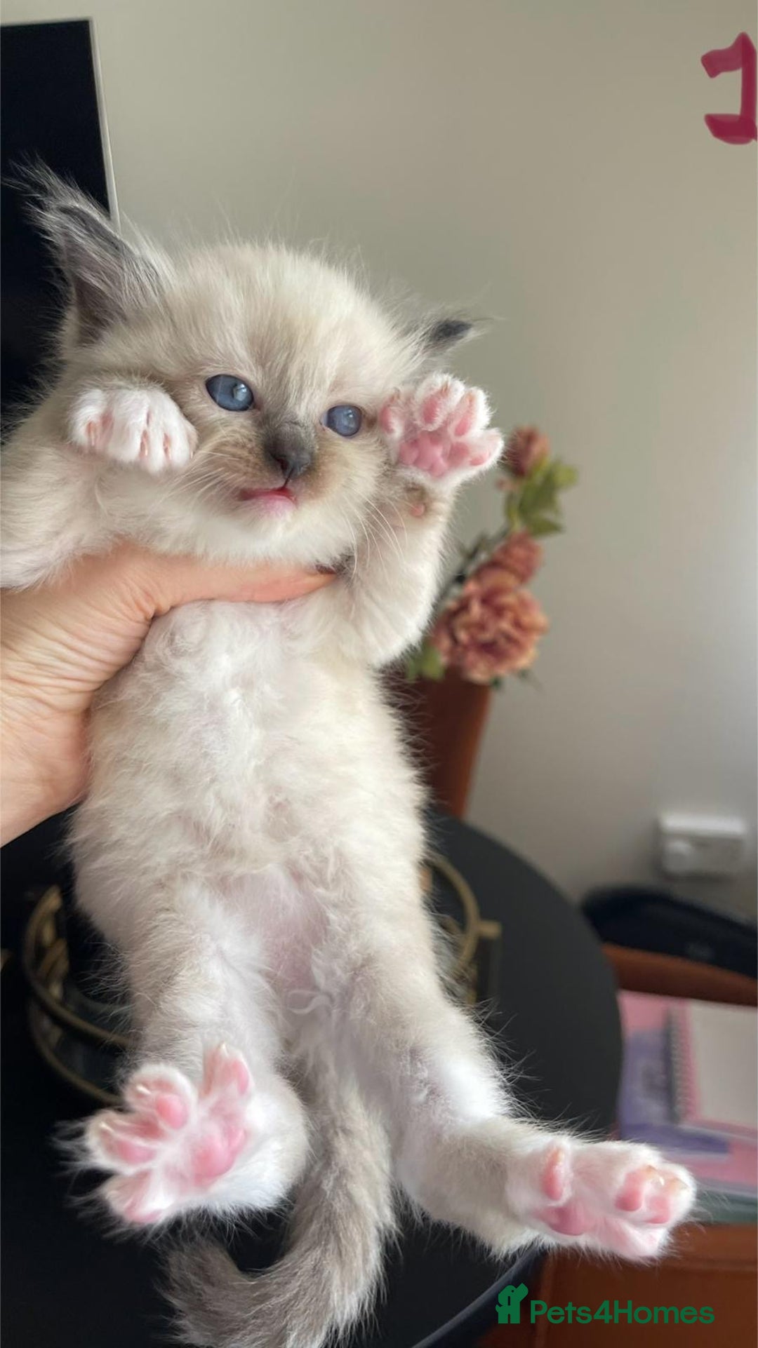 Ragdoll cats for sale: ragdoll kittens - Advert 2