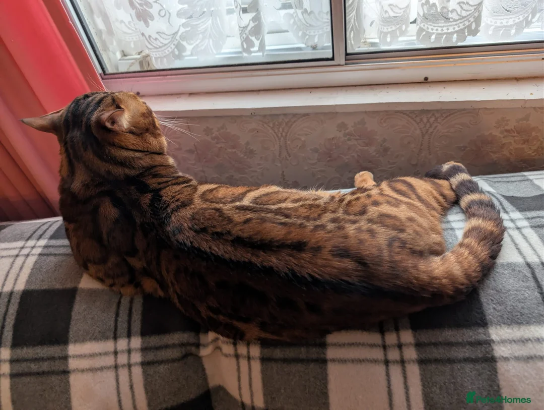 Bengal cats for sale: Clouded Bengal active male 4 years old.  - Advert 2