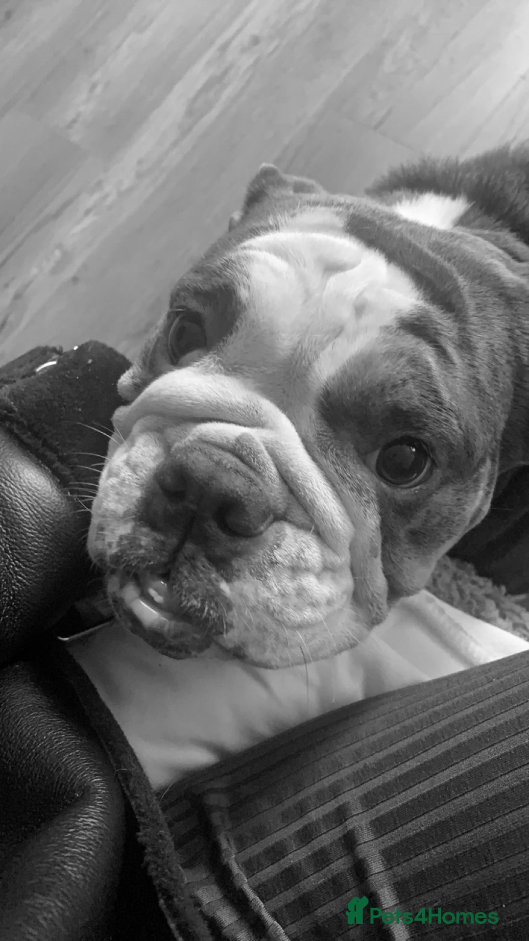 English Bulldog dogs for sale: British Bulldog  - Image 3