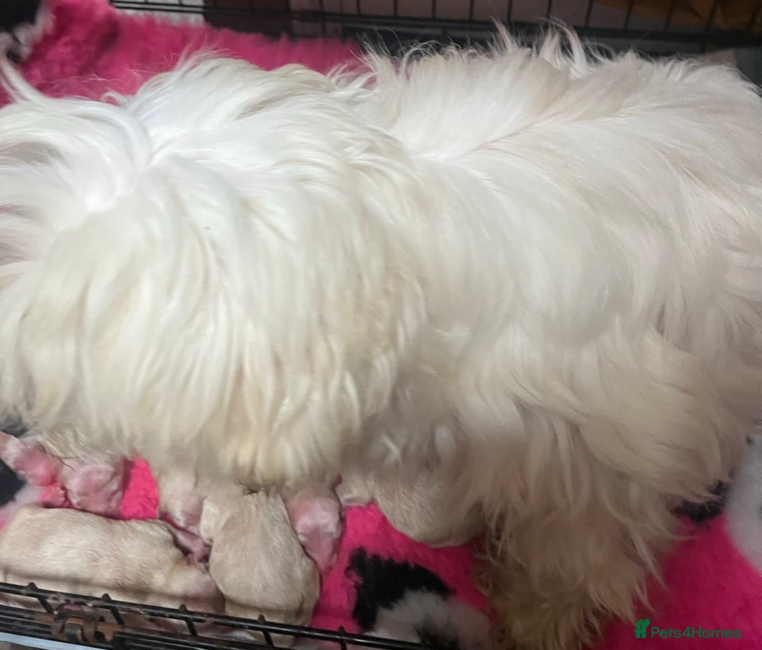 Maltipoo dogs for sale: Tiny Asian Maltipoo READY NOW !  - Image 6