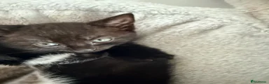 Mixed Breed Kitten 2