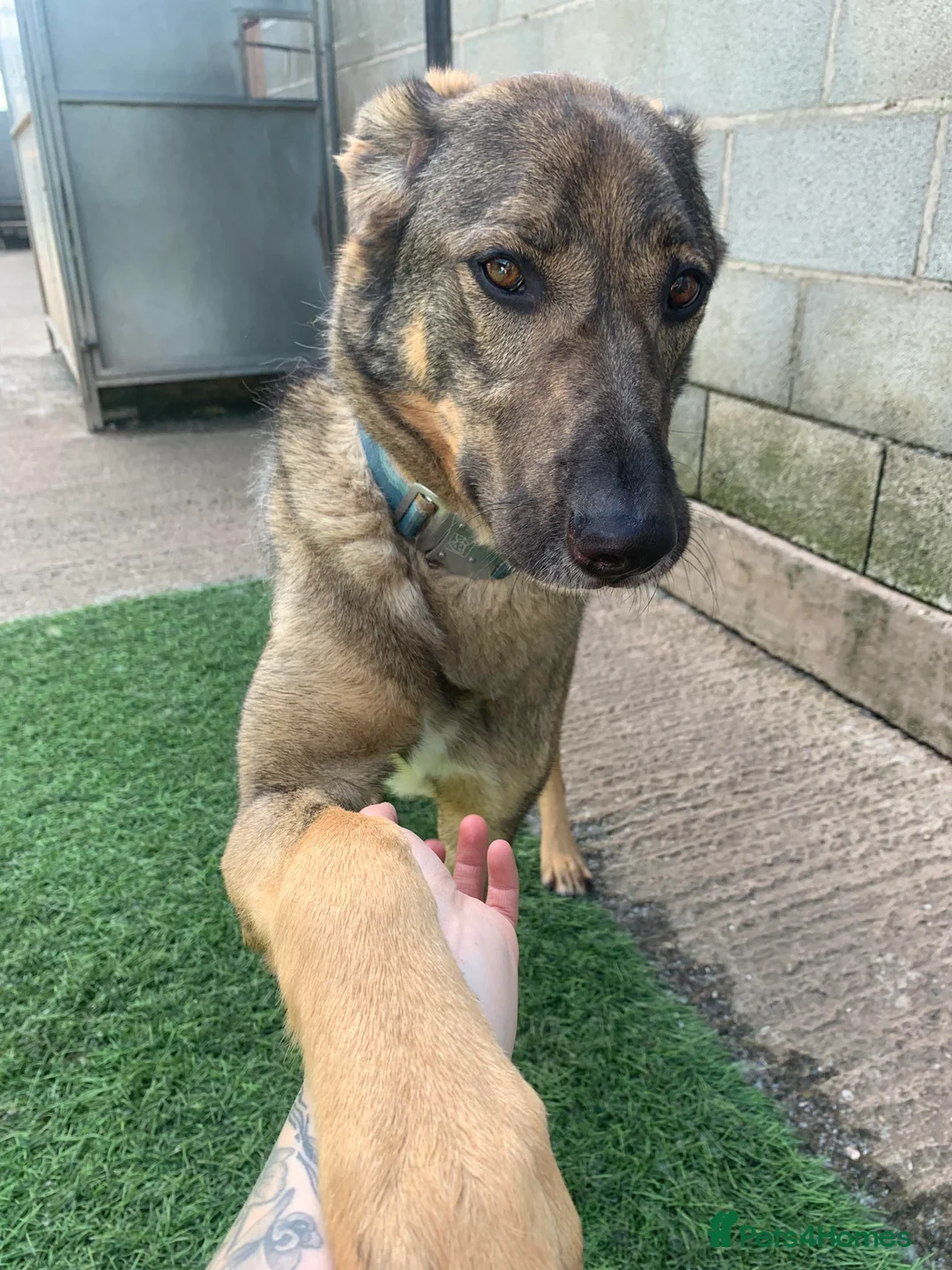 Mixed Breed dogs for adoption: Meet Ozzy, currently residing in Cheshire  in Nantwich - Advert 33