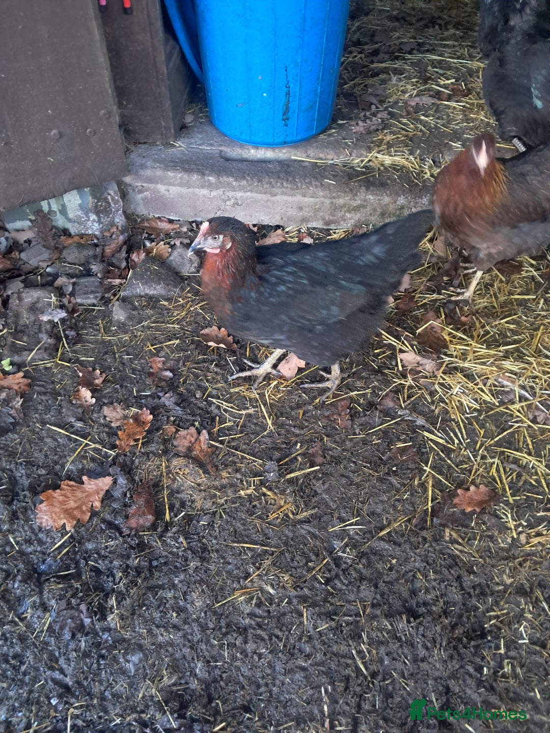 Chickens poultry for sale: POINT OF LAY PULLETS AVAILABLE  - Advert 8