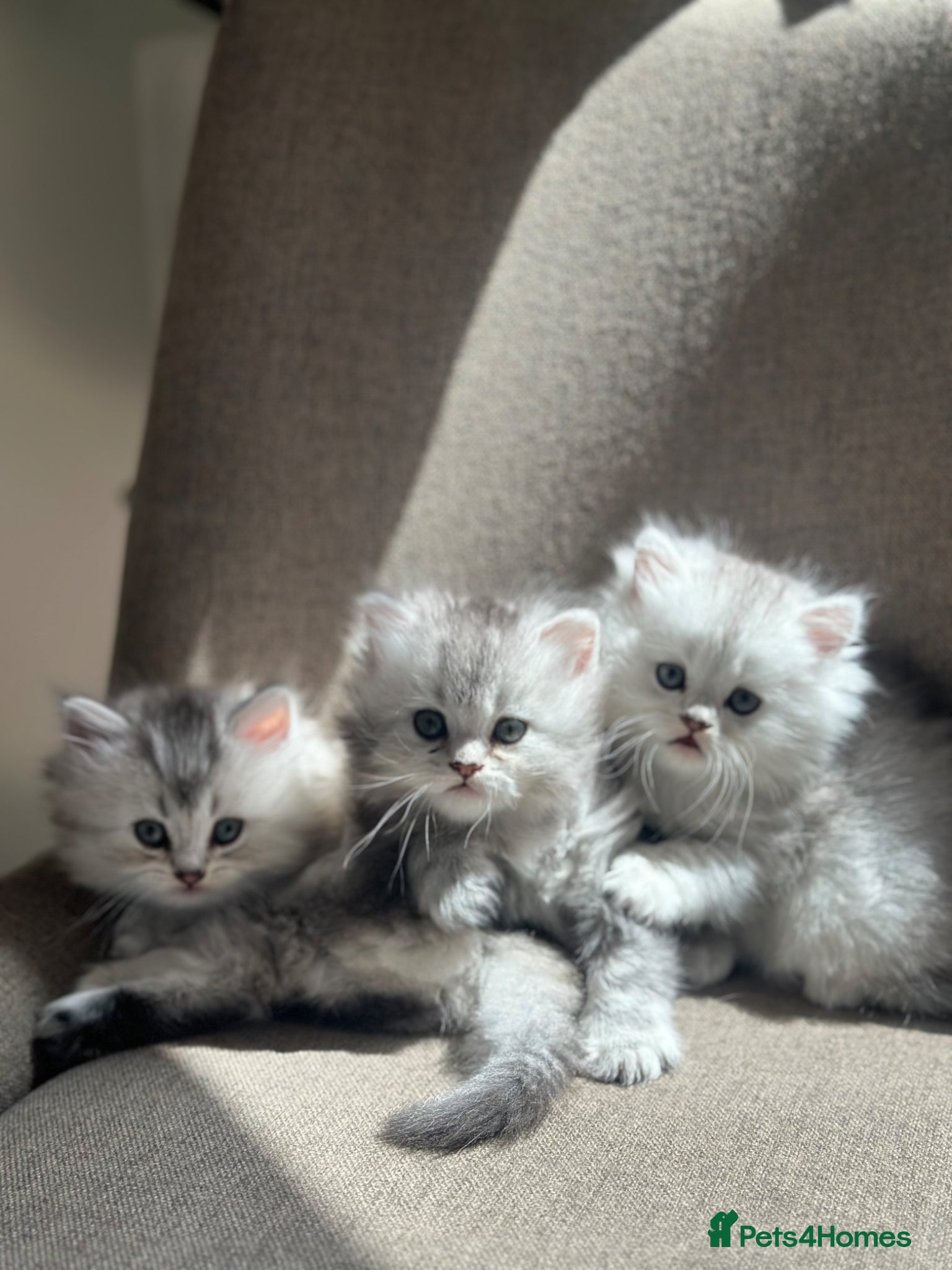 British Longhair cats Male kitten British Longhair - Advert 11