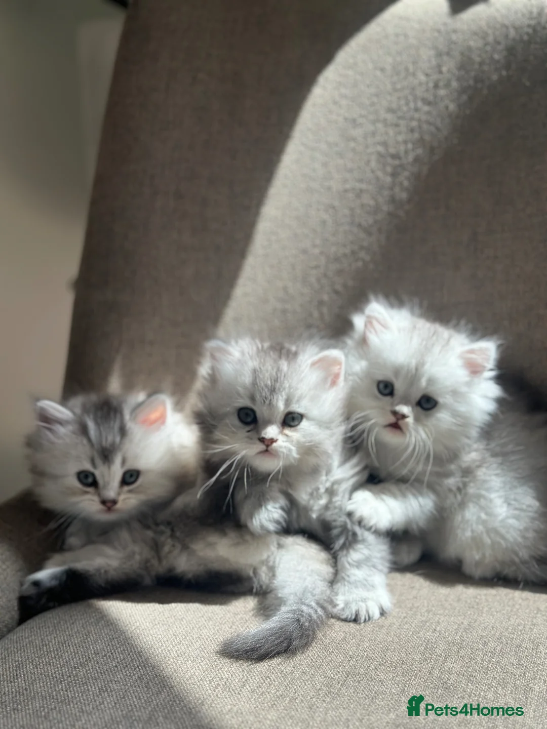 British Longhair cats for sale: Male kitten British Longhair - Advert 1