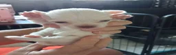 Chihuahua dogs for sale: Chihuahua puppies - Advert 13