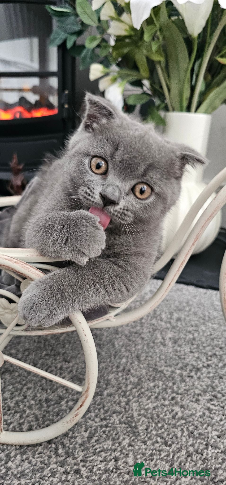 Scottish Fold cats FULLY VACCINATED! Last Scottish Fold Male - Advert 1
