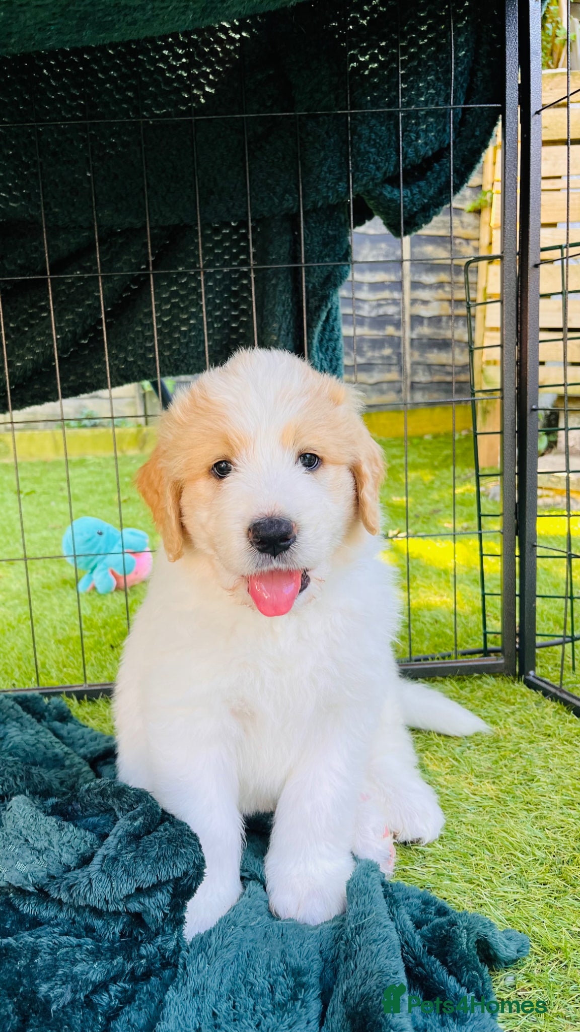 Mixed Breed dogs Exceptional Pyrenees Doodle Puppies   - Advert 2