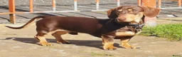 Miniature Dachshund dogs for stud: Harley (kleinartemis Apollo) KC NAME in Glasgow - Advert 2