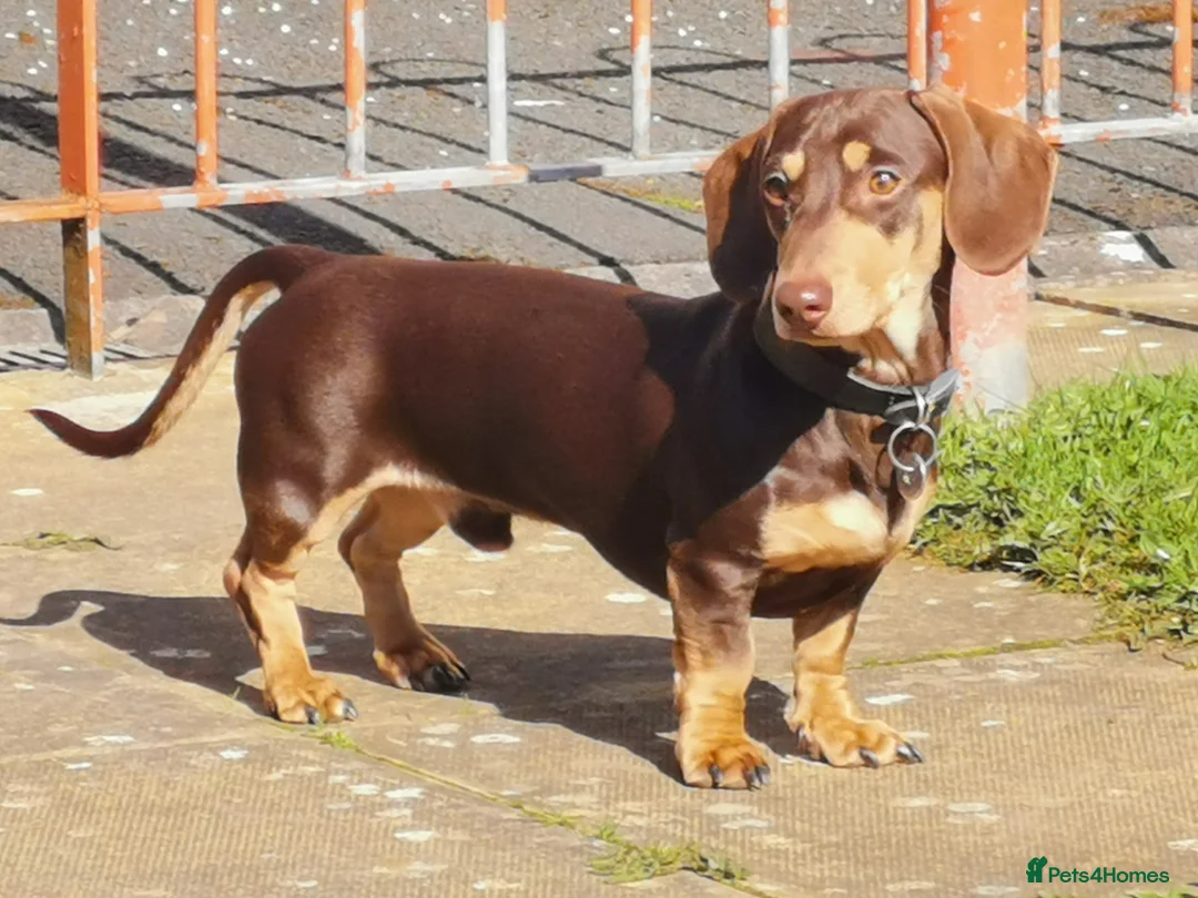 Miniature Dachshund dogs for stud: Harley (kleinartemis Apollo) KC NAME in Glasgow - Advert 2