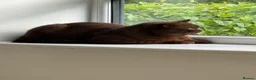 British Shorthair cats for sale: Chocolate Male BSH Neutered - Advert 7