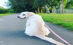 Golden Retriever dogs for sale: Golden Retriever Sunny Seeking A New Home  - Advert 2