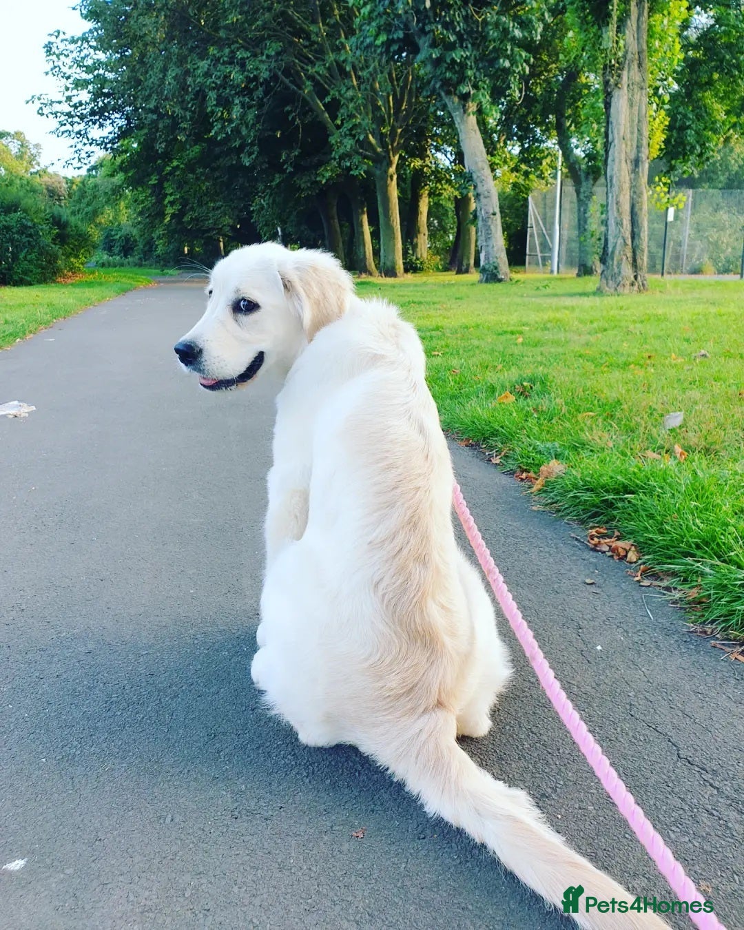 Golden Retriever dogs for sale: Golden Retriever Sunny Seeking A New Home  - Advert 2