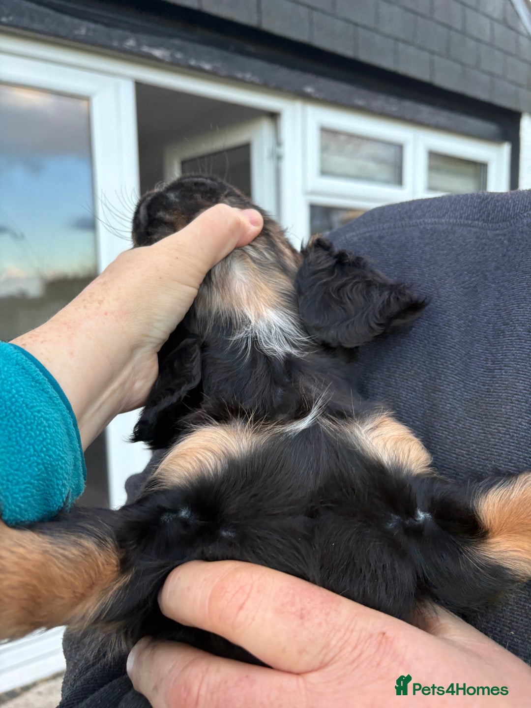 Cocker Spaniel dogs for sale: Beautifully marked Cocker Spaniel Pups For Sale - Advert 11