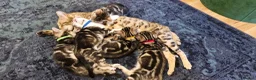 Bengal cats for sale: Bengal mix kittens for sale - Advert 17