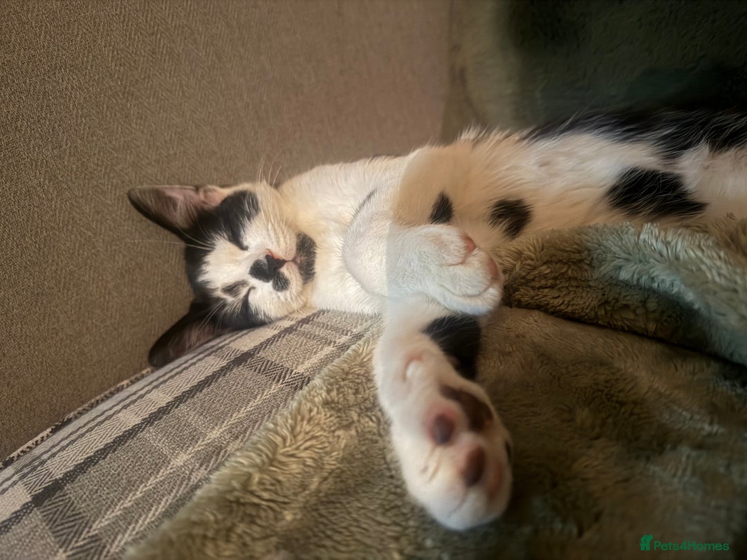 Mixed Breed cats for sale: Make black and white cat - Advert 1