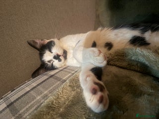 Mixed Breed cats Make black and white cat - Advert 2