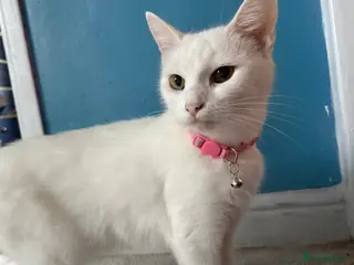 Mixed Breed cats Pure white female 3 years old FREE - Advert 1