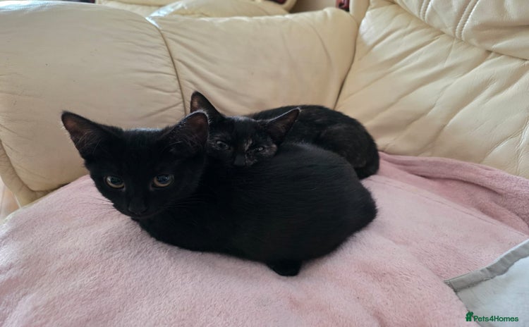 Mixed Breed cats - Advert 2