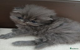 Persian cats for sale: Pure Bred Persian Babies GCCF Registered Breeder - Image 12