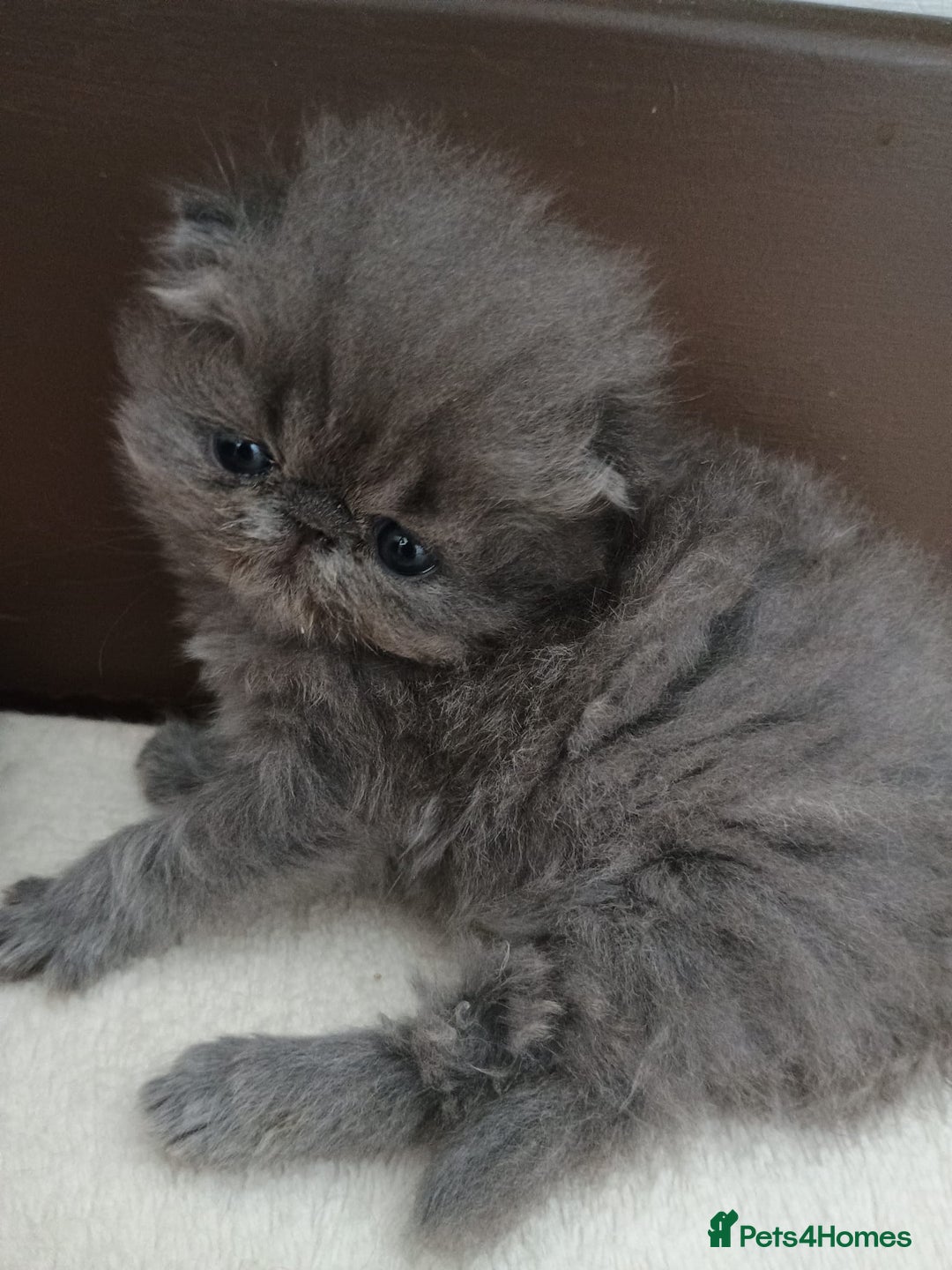 Persian cats for sale: Pure Bred Persian Babies GCCF Registered Breeder - Image 12