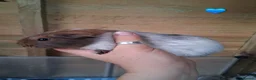 Guinea Pig rodents for sale: 10 Baby boy guinea pigs for sale - Advert 8
