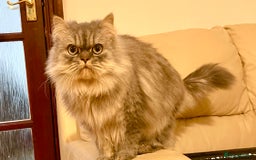 Persian cats for sale: Persian male  - Image 13