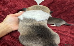 Welsh Corgi Pembroke dogs for sale: Naturally bobbed unique babies - Image 6