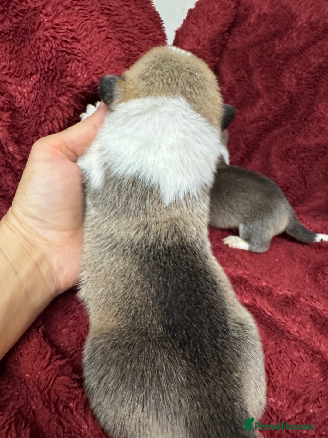 Welsh Corgi Pembroke dogs for sale: Naturally bobbed unique babies - Image 6