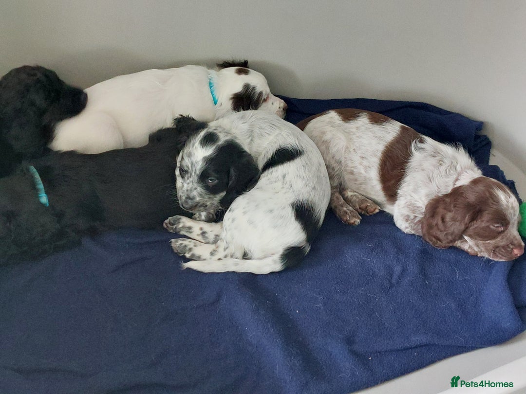 Cocker Spaniel dogs for sale: Working type cocker spaniels - Image 3