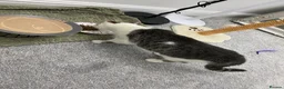 Mixed Breed cats for sale: Rehoming Luna - Advert 4