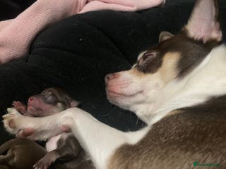 Chihuahua dogs 4 chihuahua baby’s now only 3 females - Advert 1
