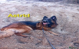 German Shepherd dogs for sale: Excellent Long-Haired German Shepherd Puppies. KC. - Image 34