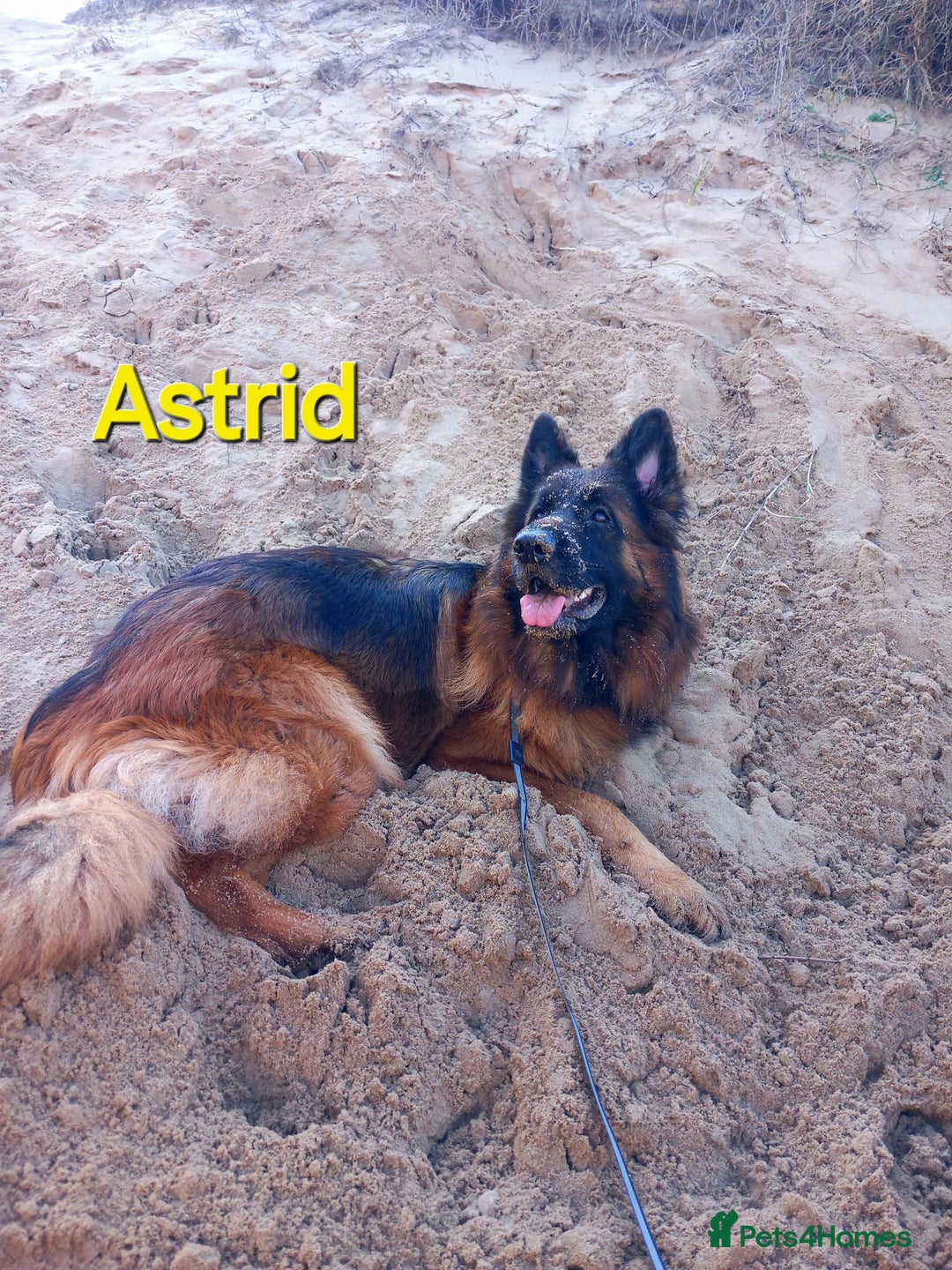 German Shepherd dogs for sale: Excellent Long-Haired German Shepherd Puppies. KC. - Image 34