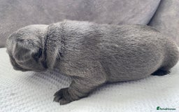 French Bulldog dogs for sale: French bulldogs puppy’s for sale - Advert 14