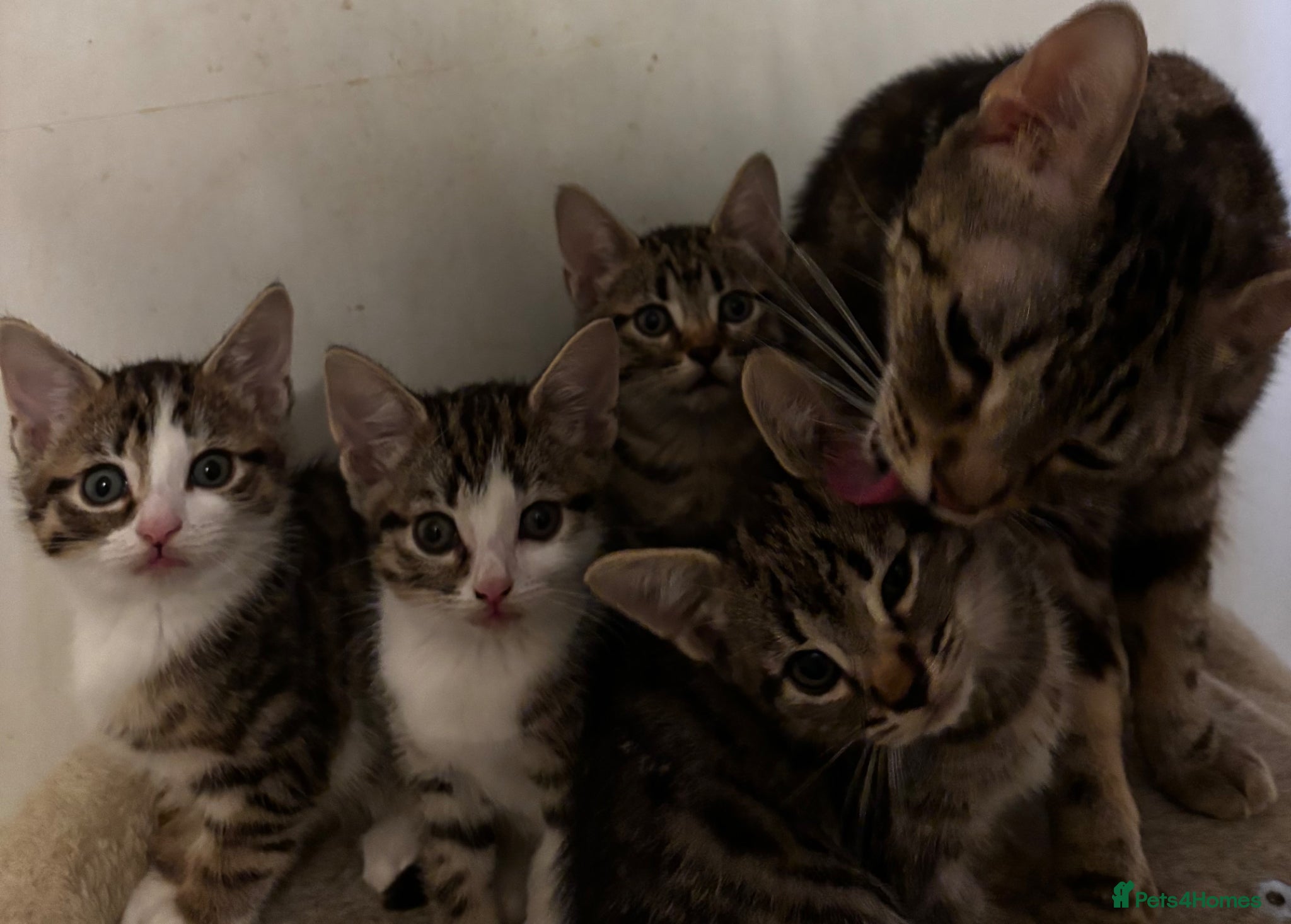 Mixed Breed cats Kittens for sale asap - Advert 16