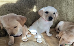 Labrador Retriever dogs for sale: Stunning Labrador pedigree puppies  - Advert 25