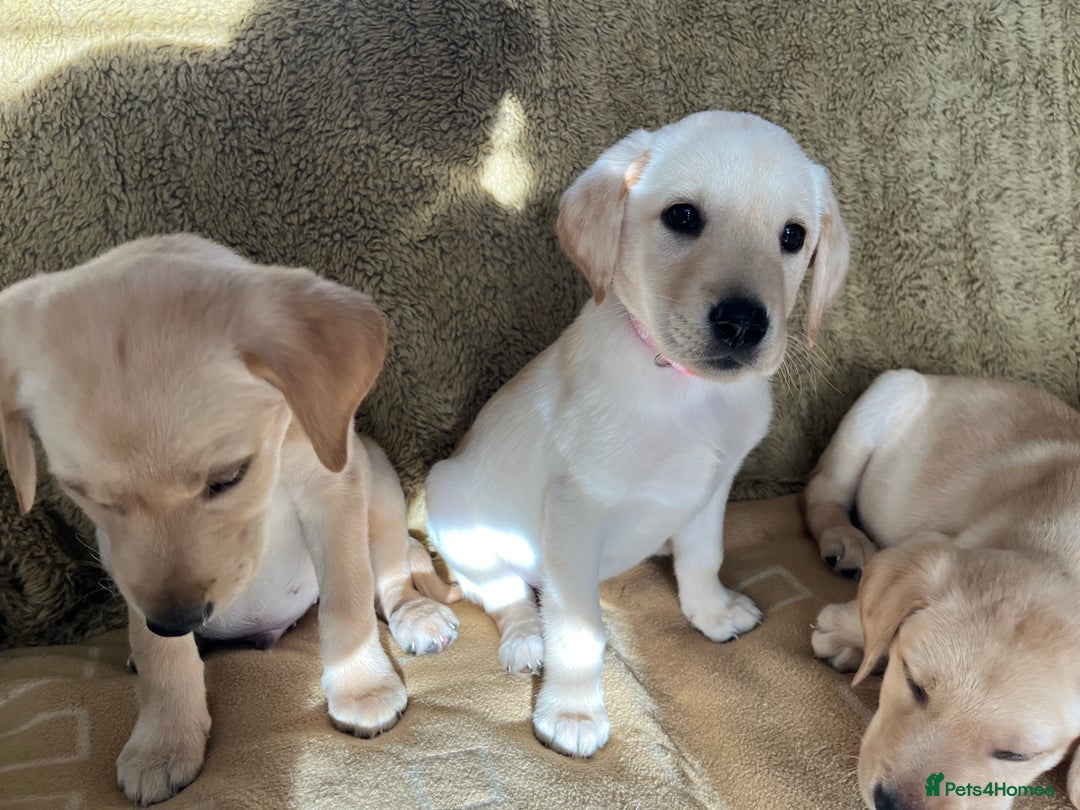 Labrador Retriever dogs for sale: Stunning Labrador pedigree puppies  - Advert 25