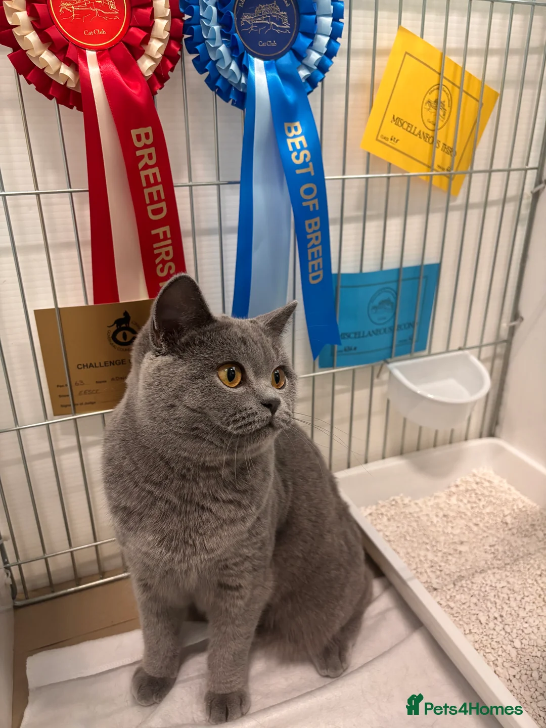 British Shorthair cats for sale: BRITISH SHORTHAIR KITTENS (registered) - Advert 17