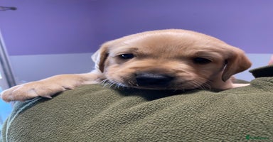 Labrador Retriever dogs - Advert 10