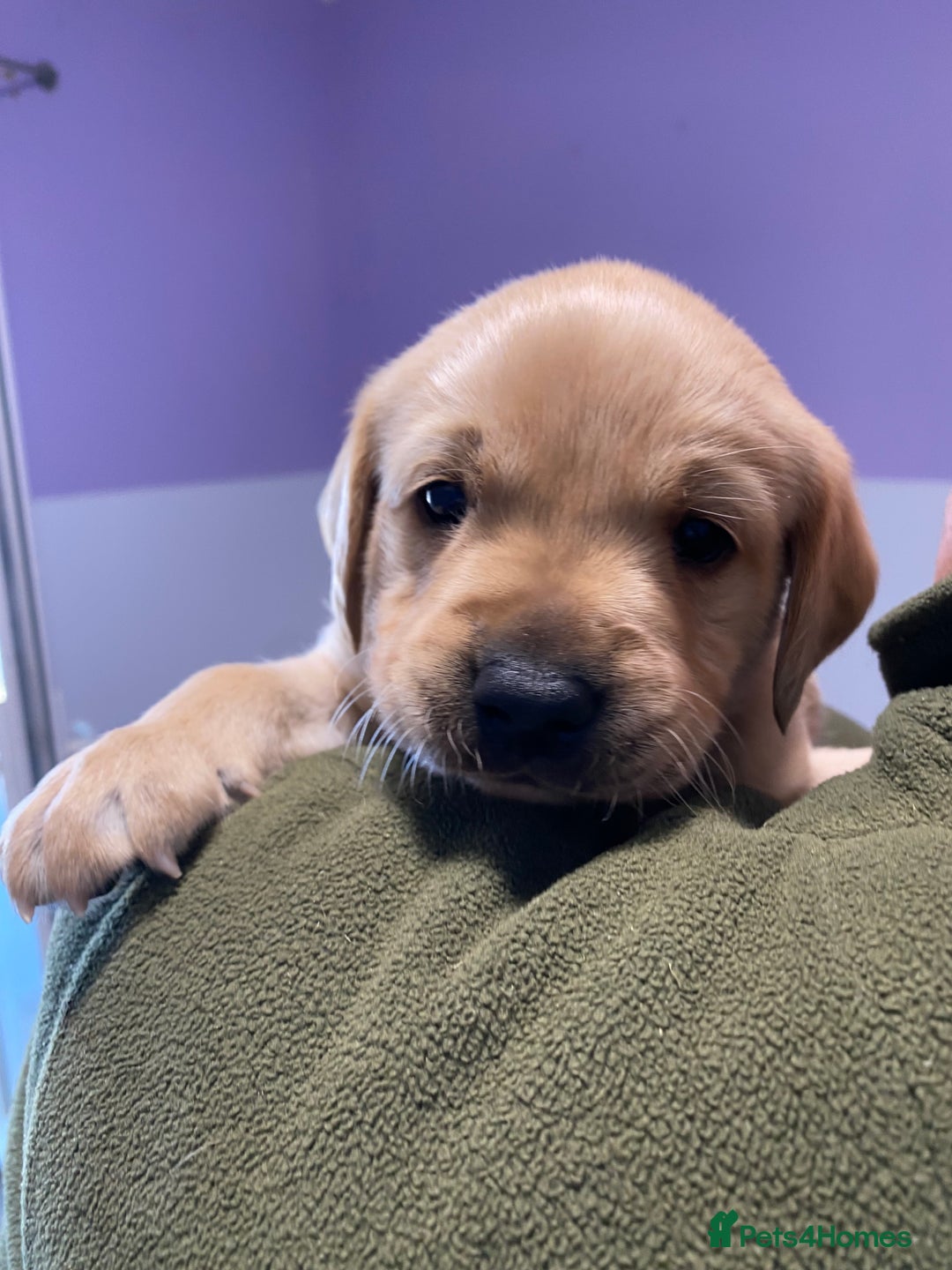 Labrador Retriever dogs for sale: Fabulous Labrador Puppies - Image 2