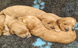 Goldendoodle dogs for sale: Miniature Goldendooles - Image 5