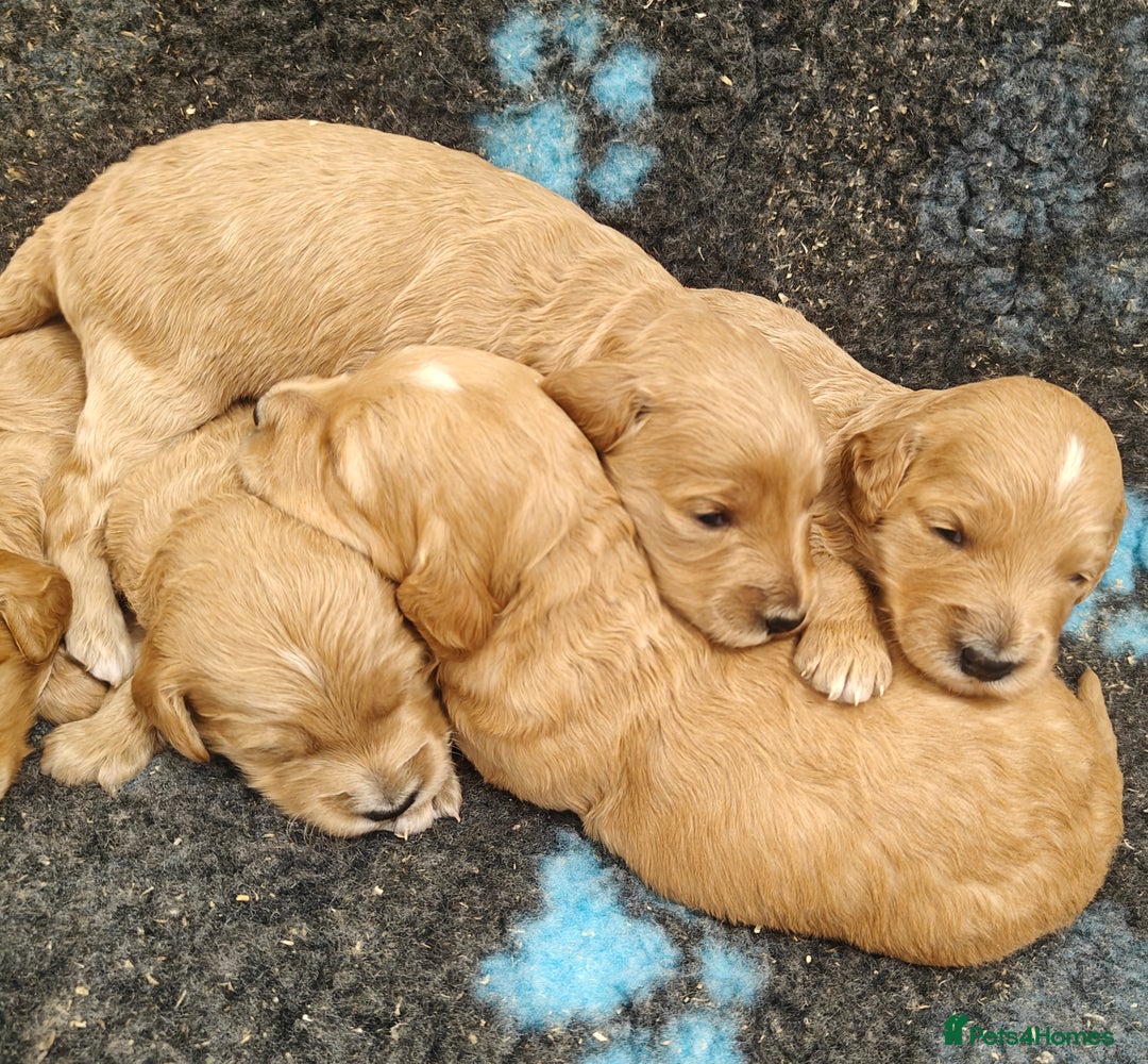 Goldendoodle dogs for sale: Miniature Goldendooles - Image 5