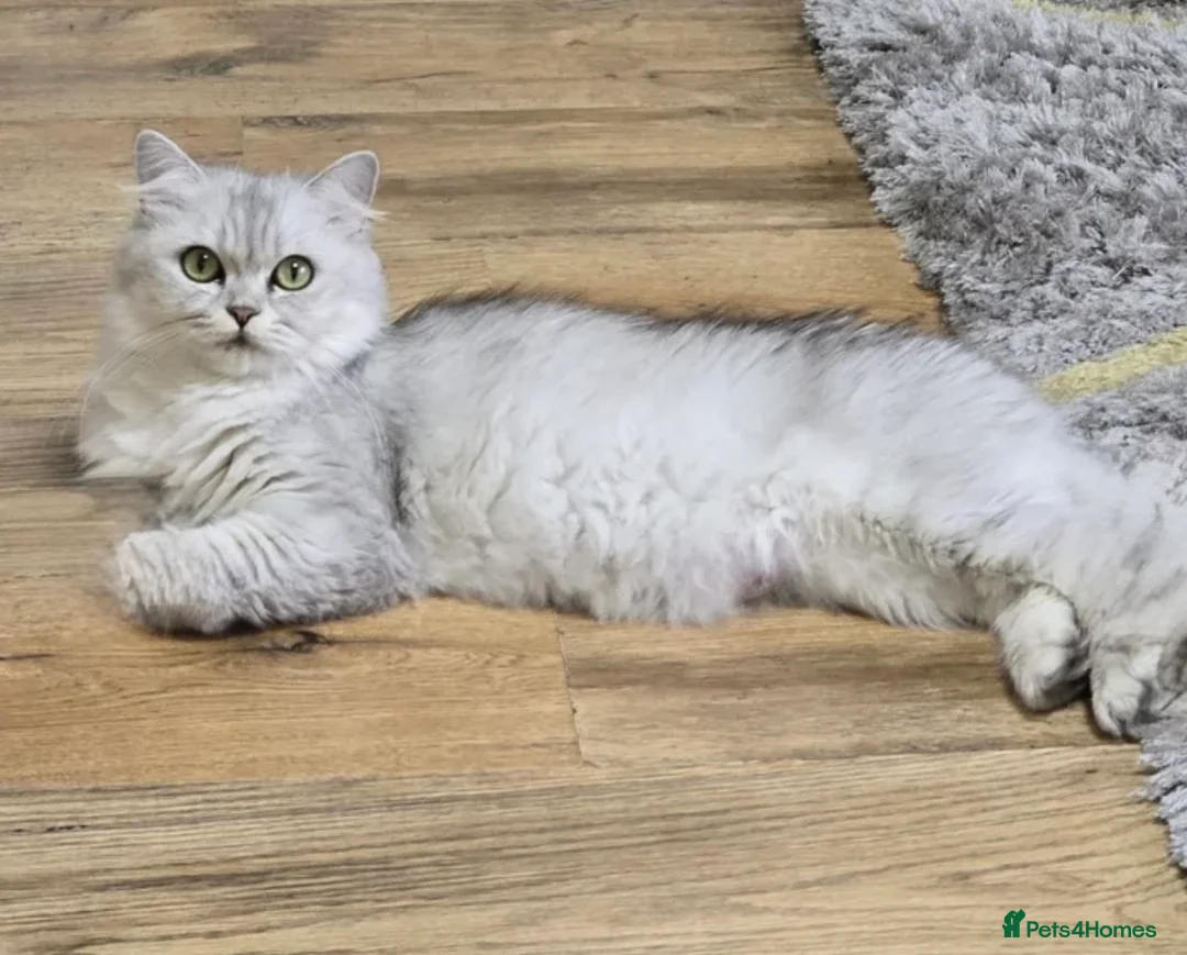 Persian cats for sale: Beautiful Persian Kittens  - Advert 2