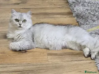 Persian cats Beautiful Persian Kittens - Advert 1