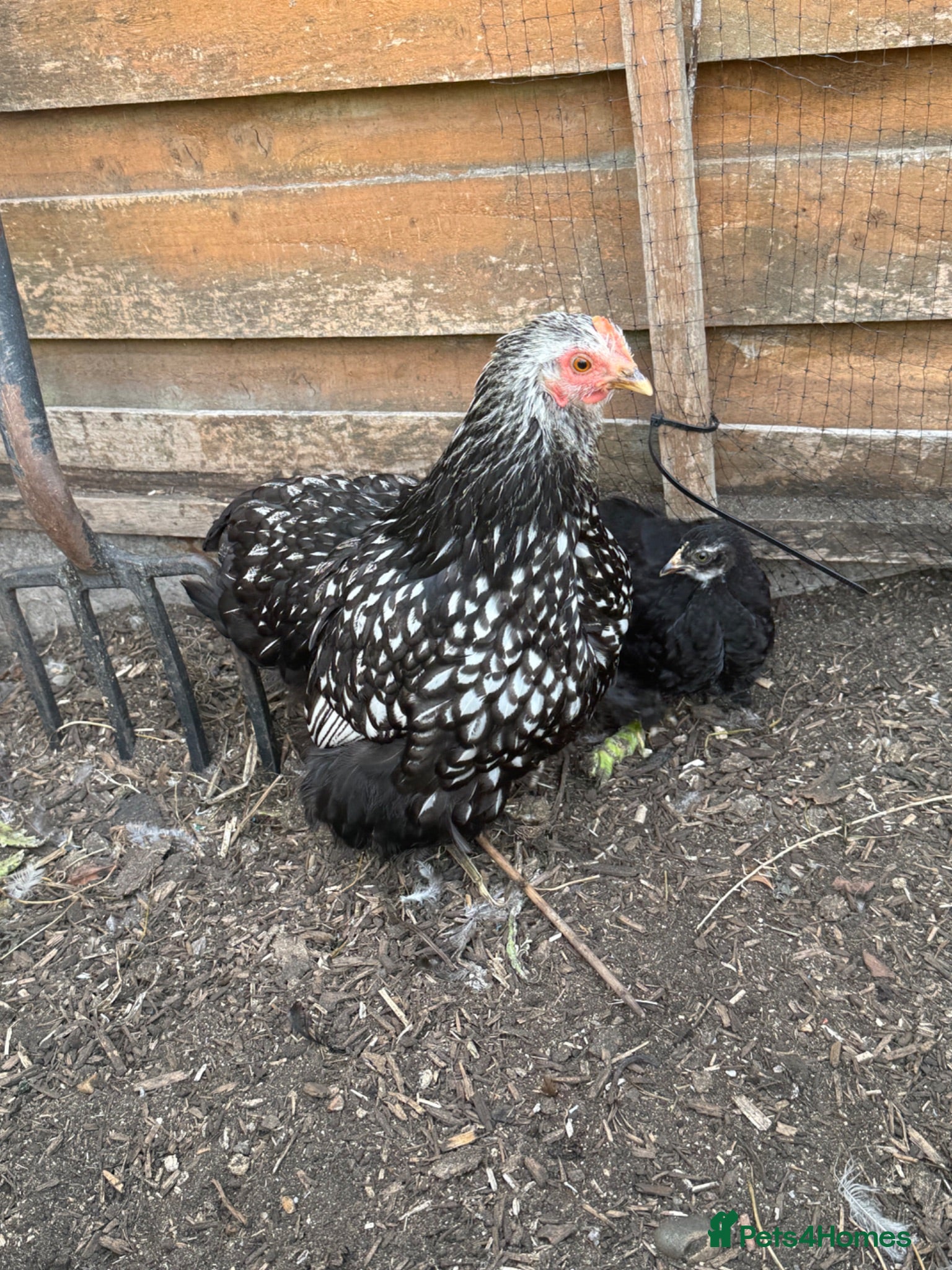 Chickens poultry Selection of Pekin Bantam and mixed breed chickens - Advert 2