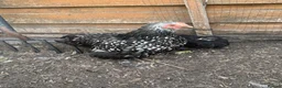 Chickens poultry for sale: Selection of Pekin Bantam and mixed breed chickens - Advert 2